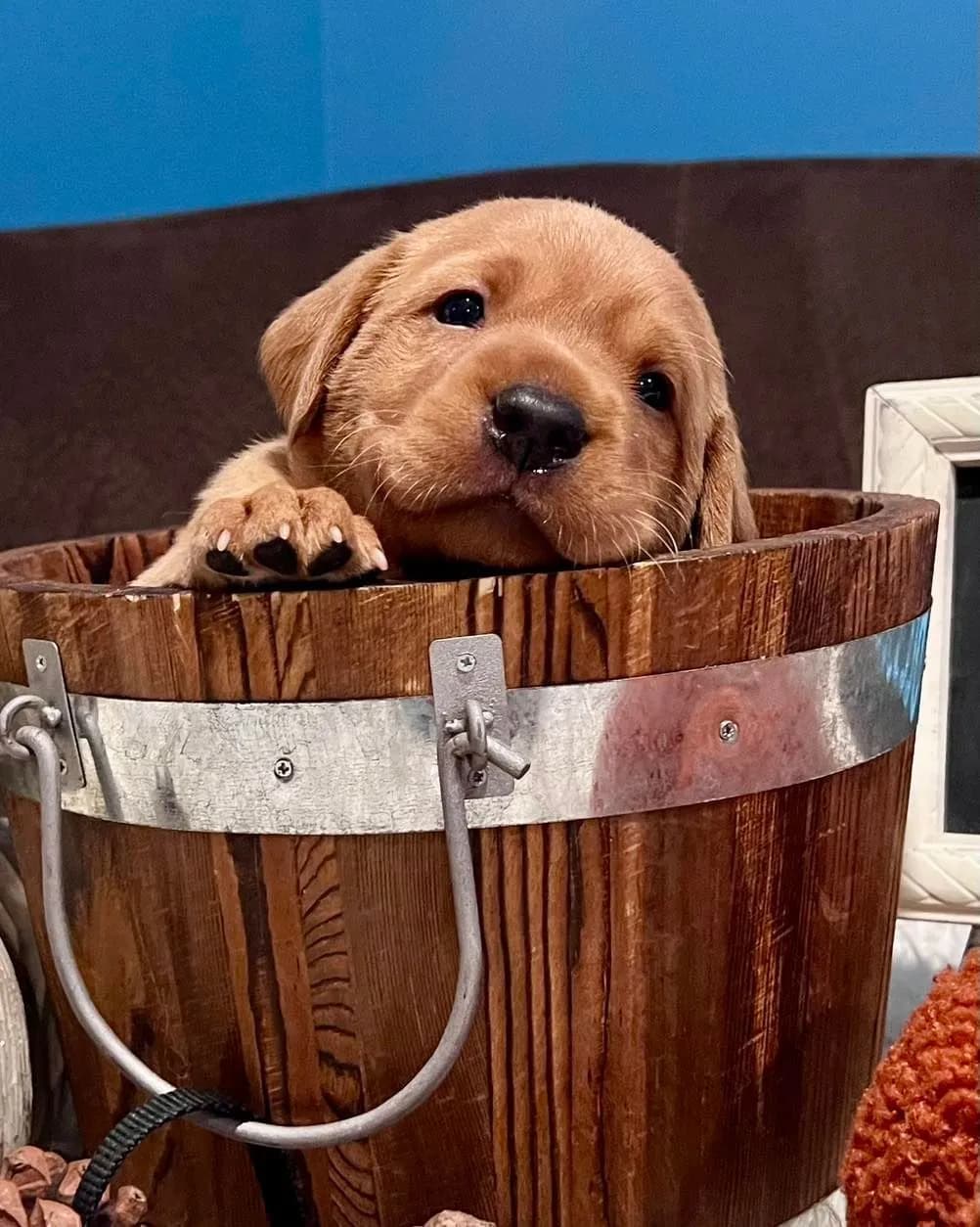 Fox red Labrador puppy at Quick Trigger Kennels