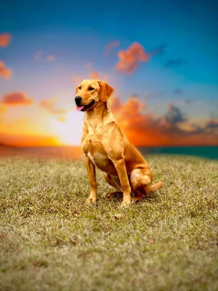 A Quick Trigger Kennels fox red Labrador sitting in a field at sunset