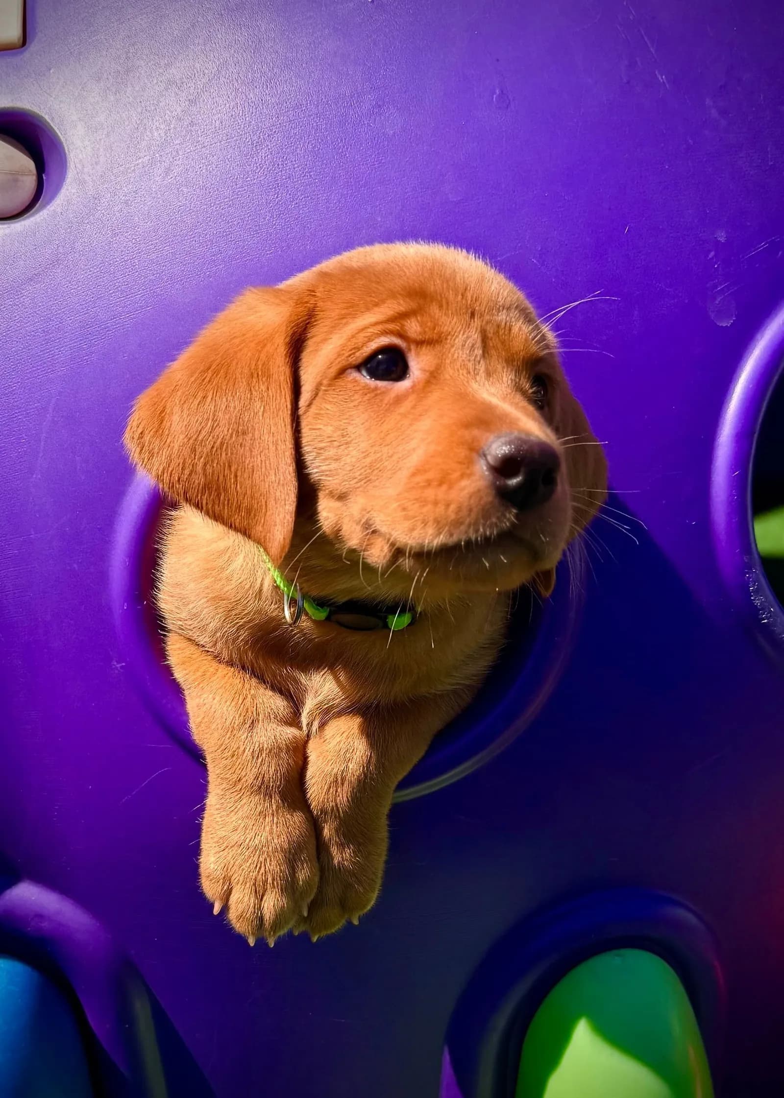 Quick Trigger Kennels photo 4