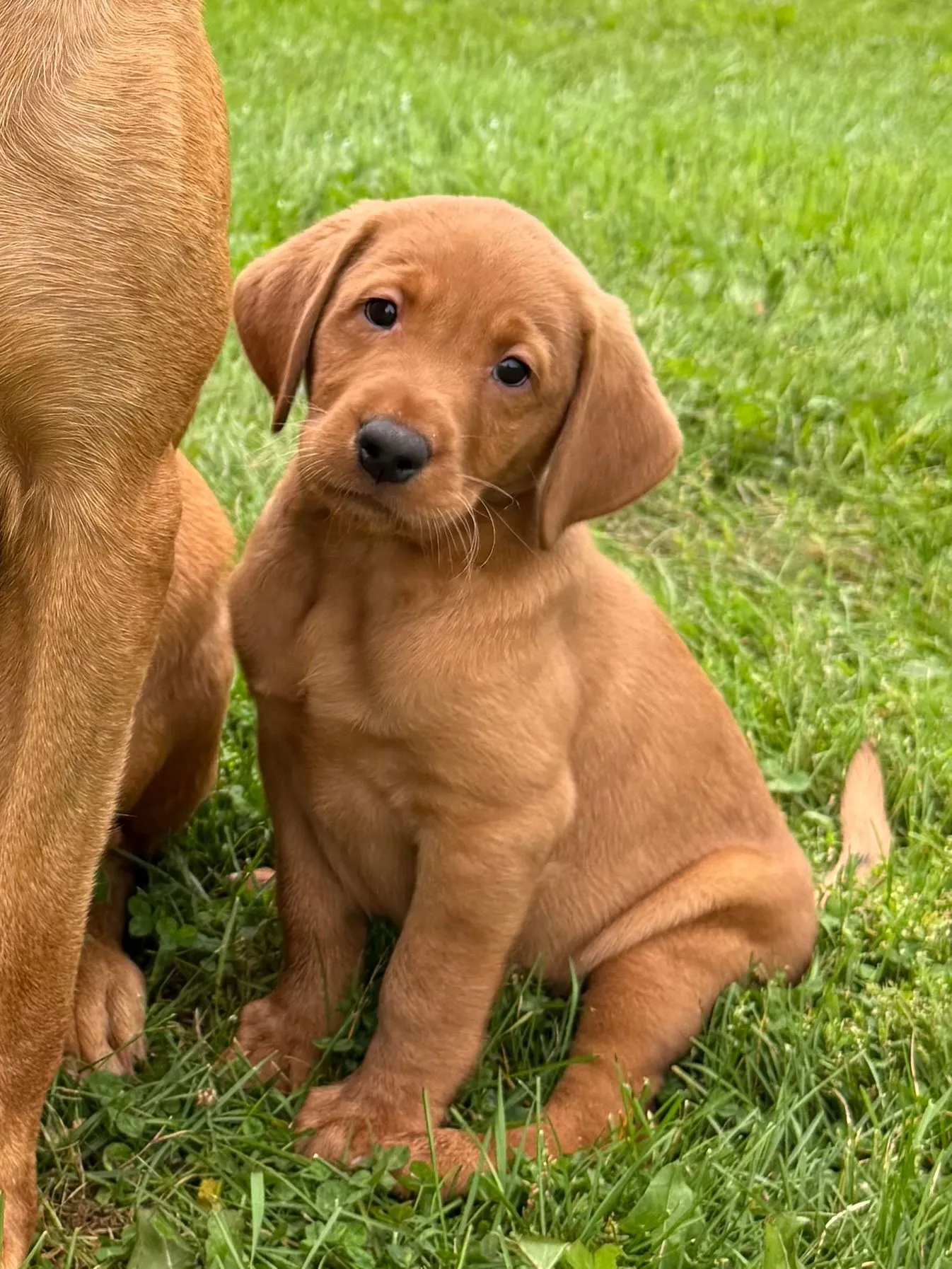Quick Trigger Kennels photo 5