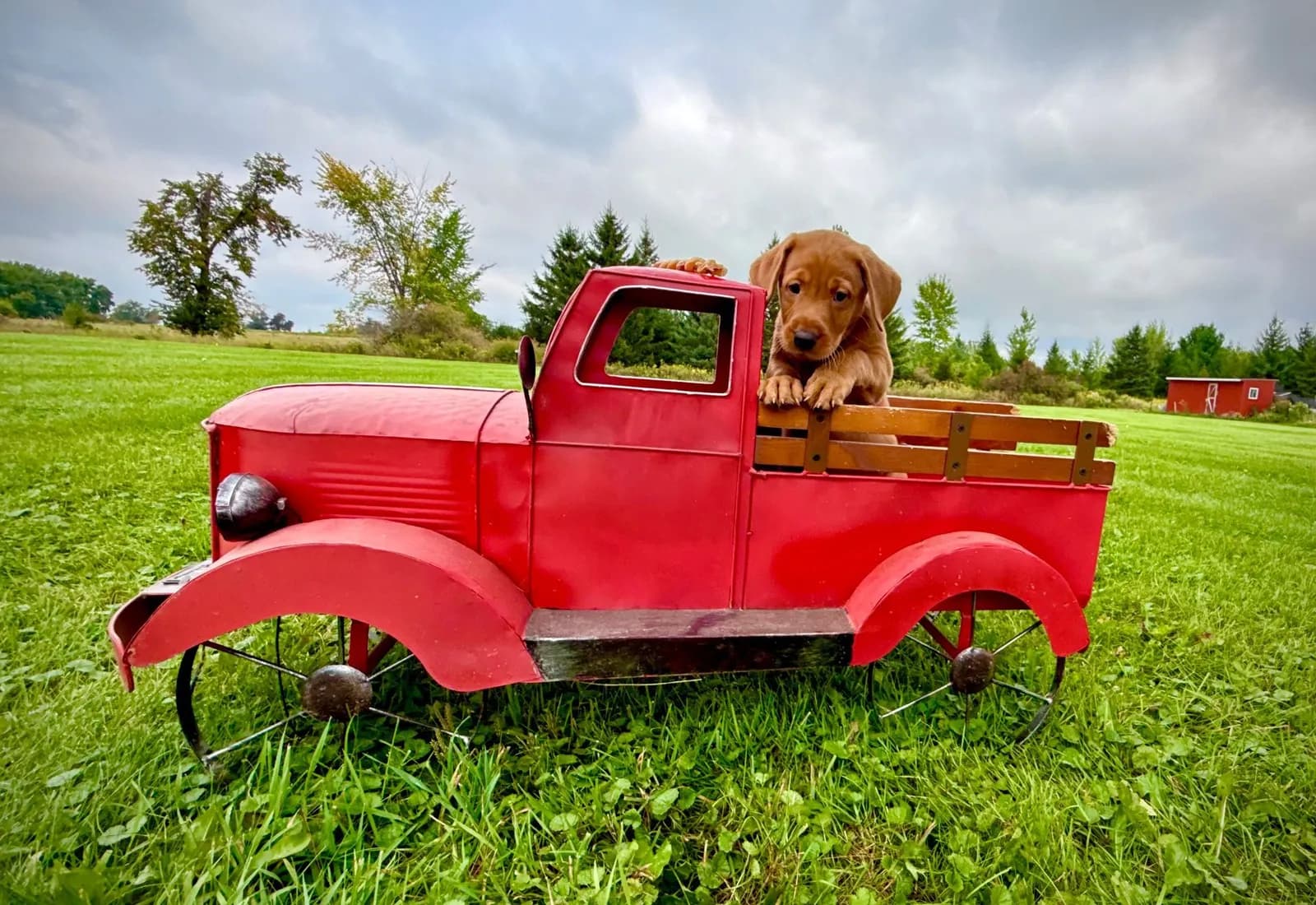 Quick Trigger Kennels photo 6