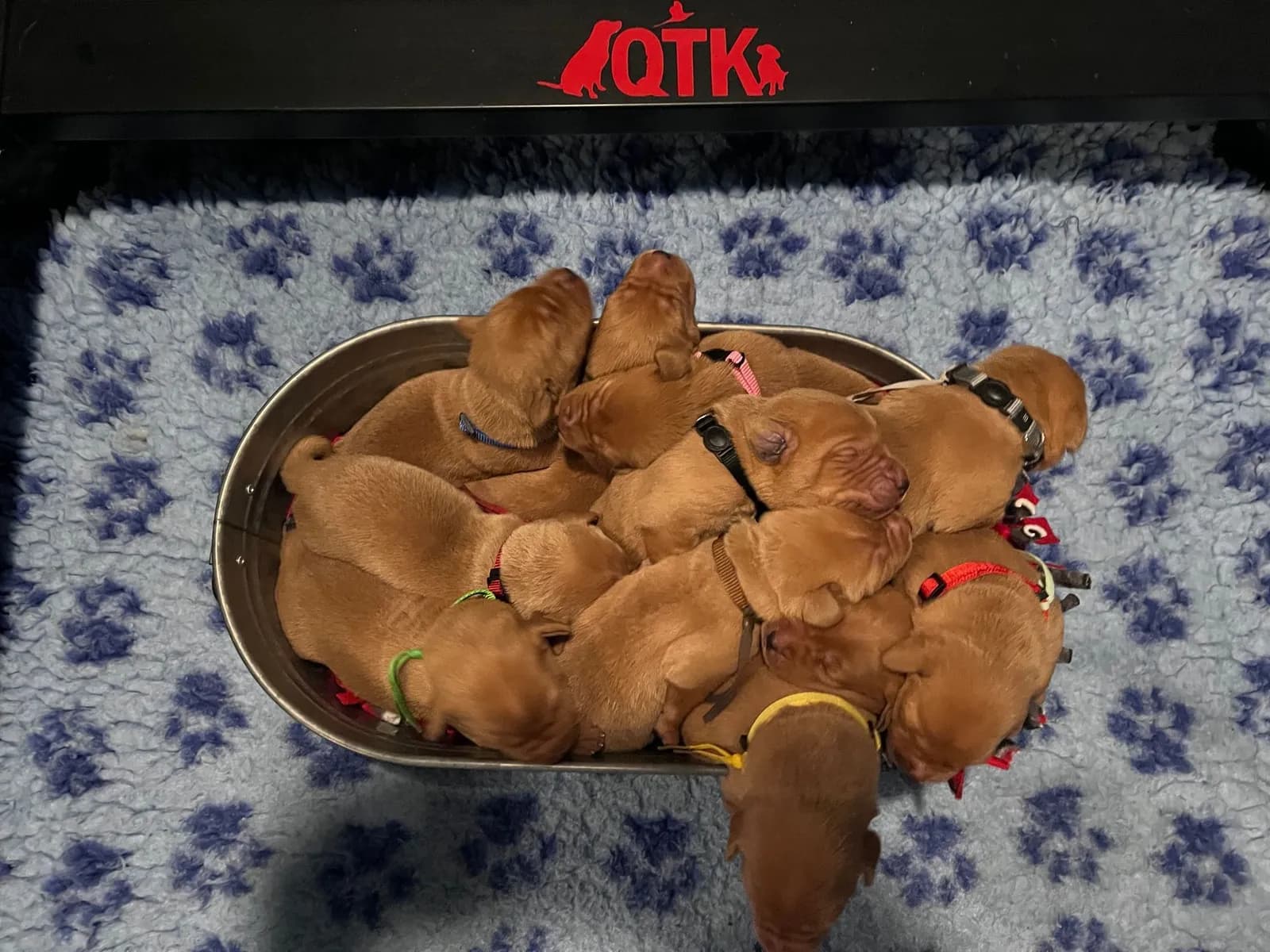 Quick Trigger Kennels photo 7