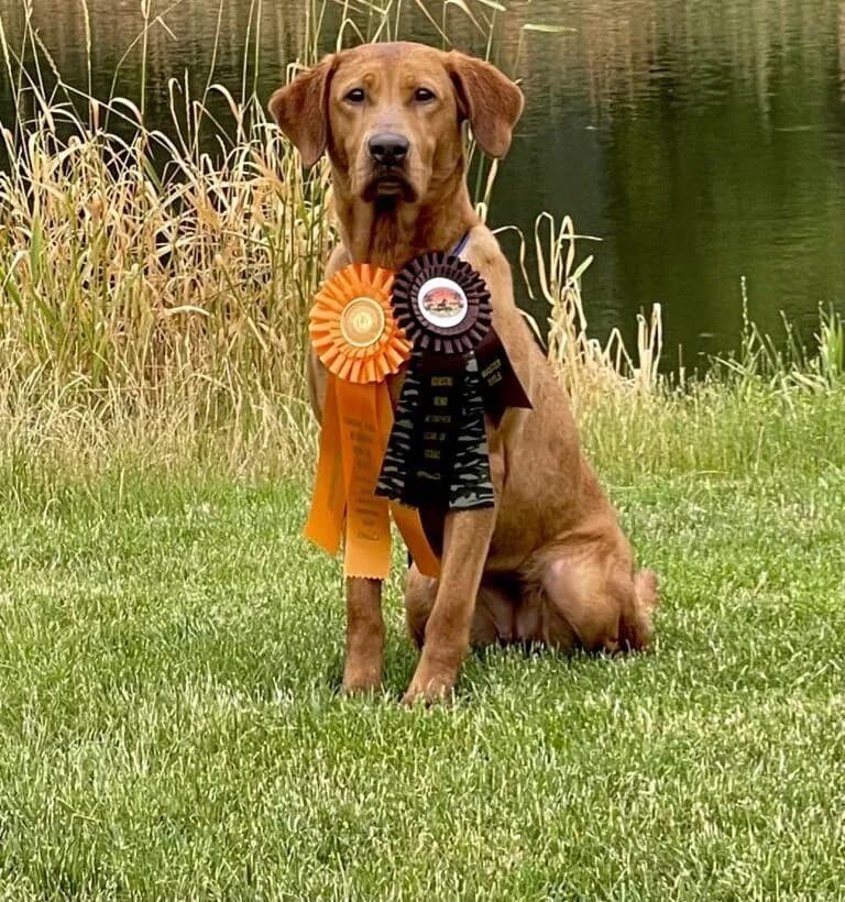 Quick Trigger Kennels photo 8