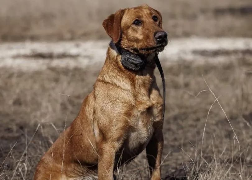 A fox red Labrador in the field at Quick Trigger Kennels