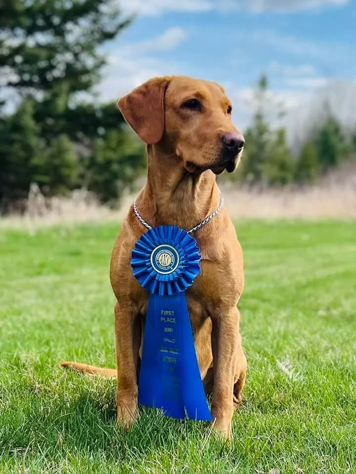 A Quick Trigger Kennels Labrador with a field trial ribbon