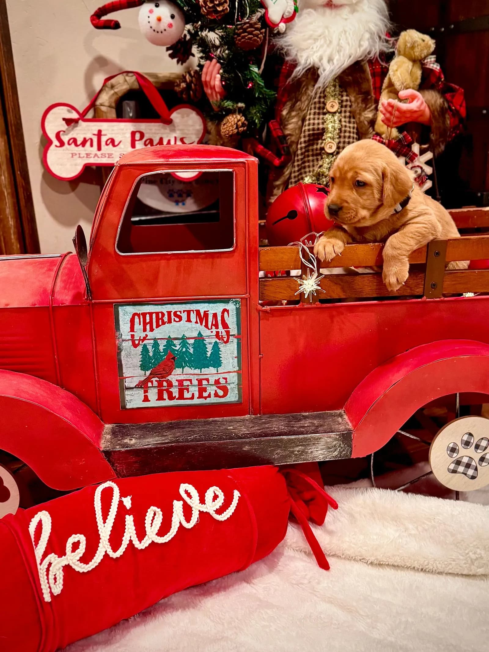 Available fox red Labrador puppy in a red Christmas truck