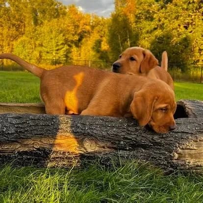 Two fox red Labrador puppies resting on a log in autumn