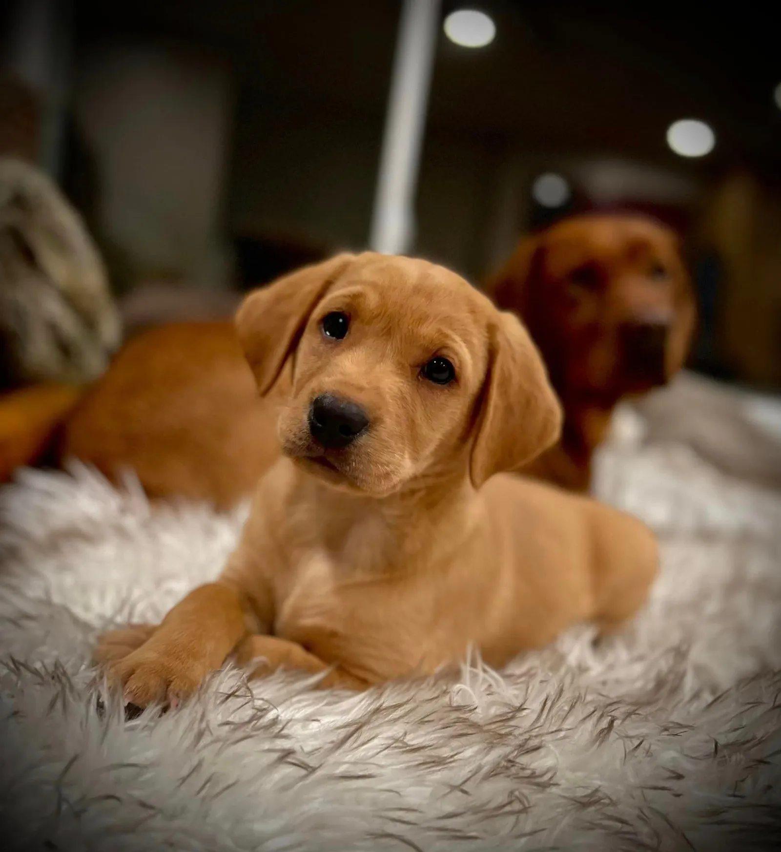 A fox red Labrador puppy resting on a soft blanket