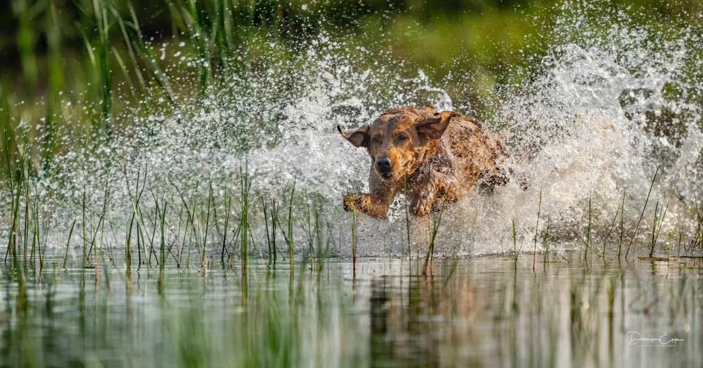 A fox red Labrador splashing through the water