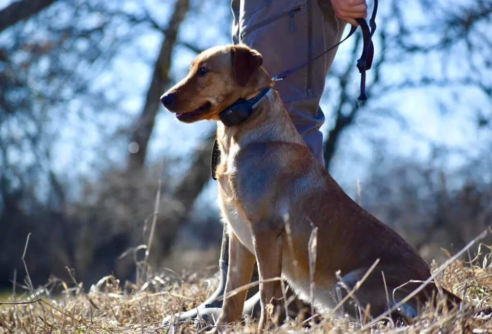 Fox red Labrador Retriever