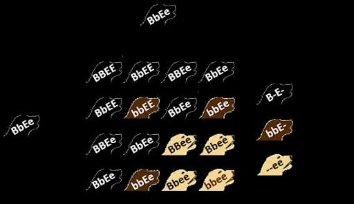 Punnett square showing Labrador coat color inheritance