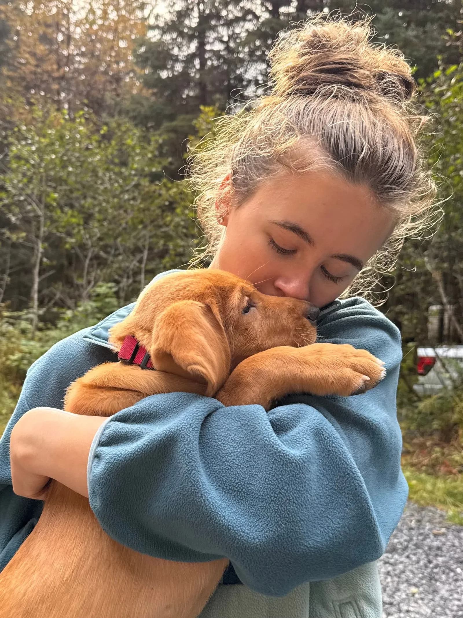 A fox red Labrador puppy nuzzling its owner at Quick Trigger Kennels