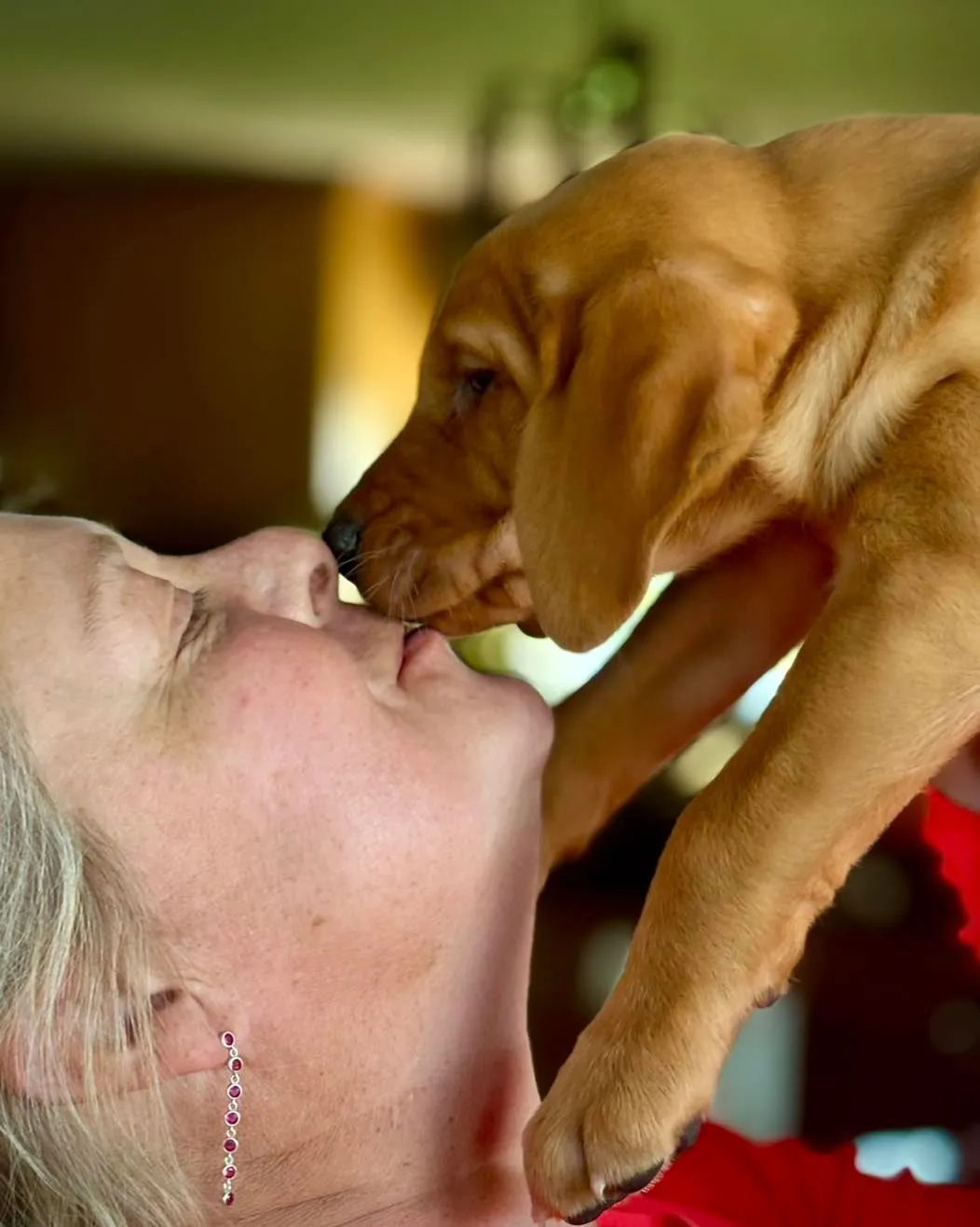 A Quick Trigger Kennels fox red Labrador puppy giving its owner a kiss