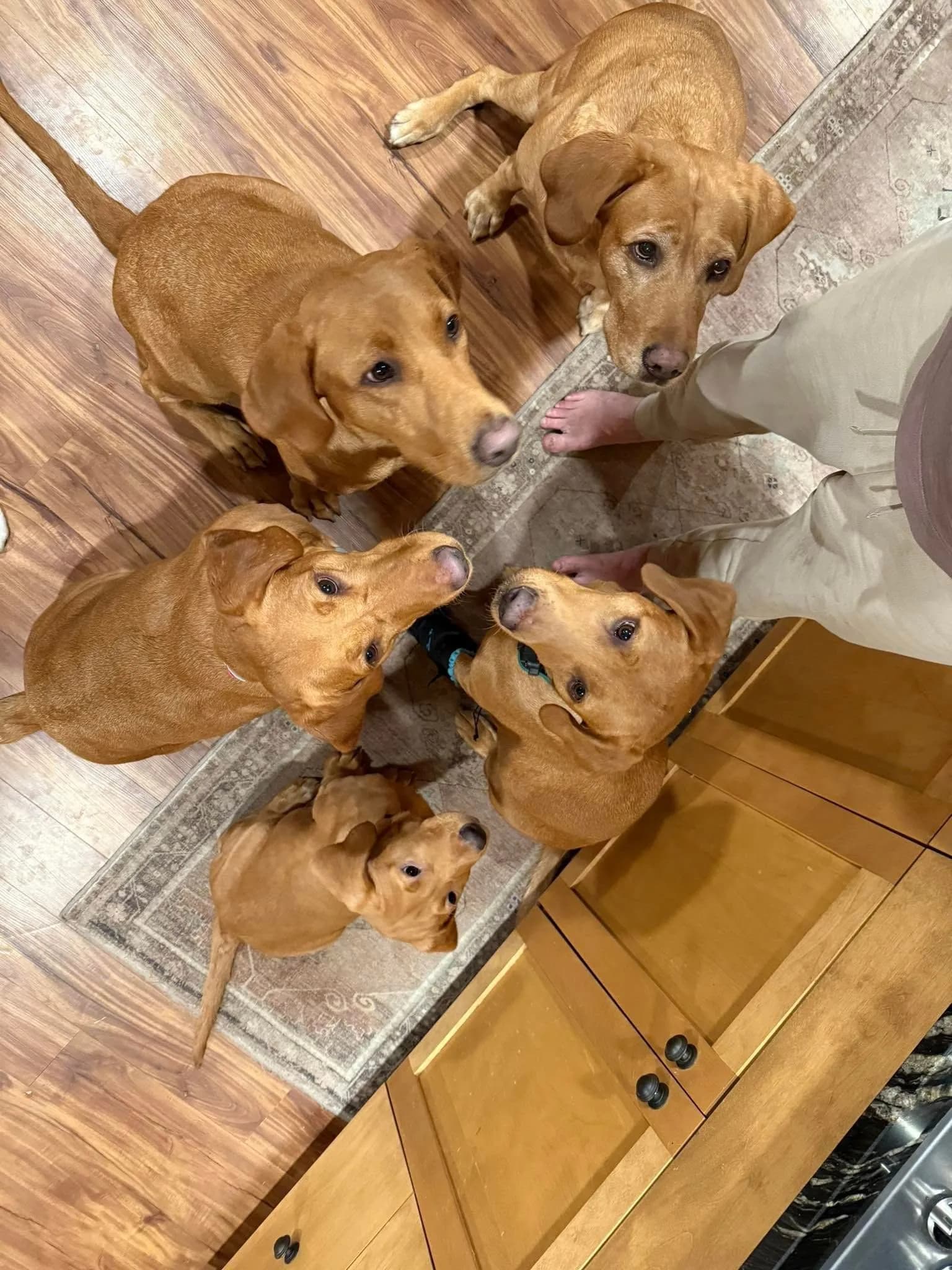 A pack of Quick Trigger Kennels fox red Labradors gathered together