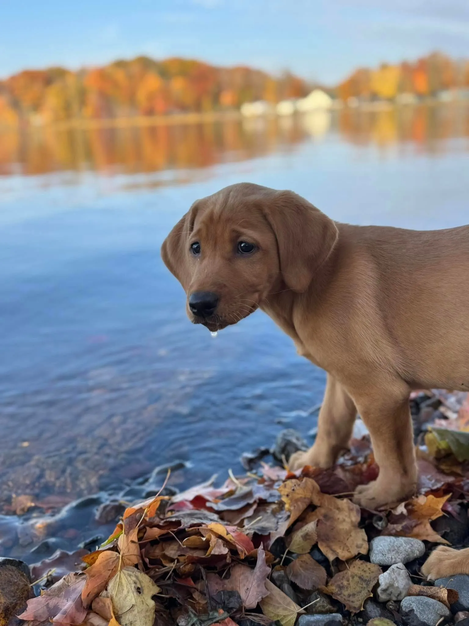 A fox red Labrador puppy on an autumn shoreline at Quick Trigger Kennels