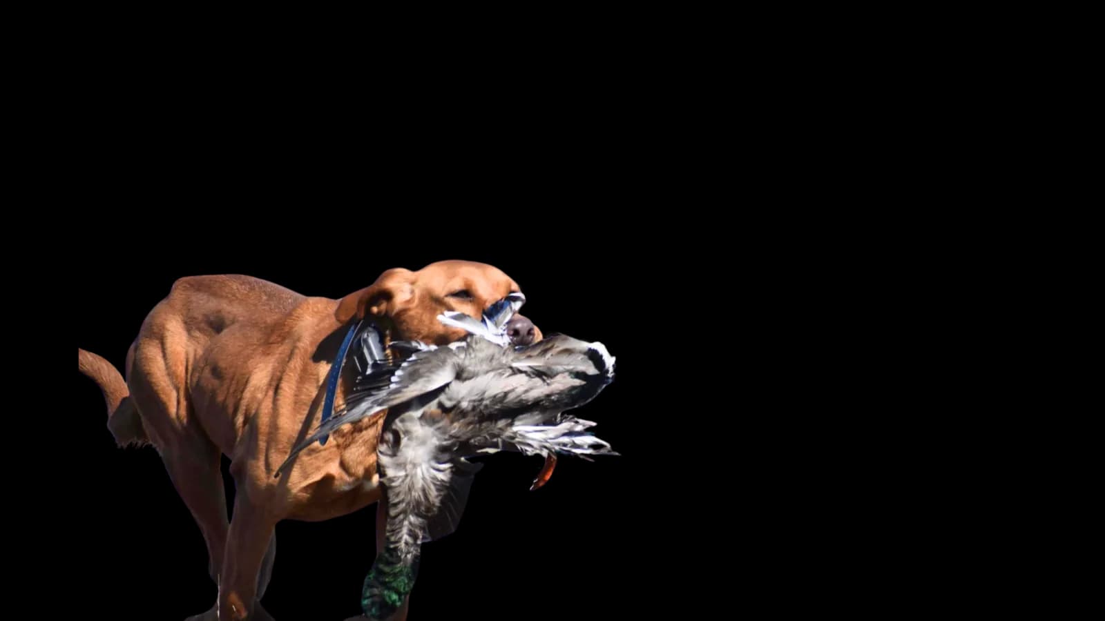 A Quick Trigger Kennels fox red Labrador retrieving a duck