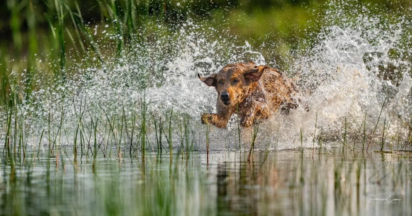 A fox red Labrador splashing through the water