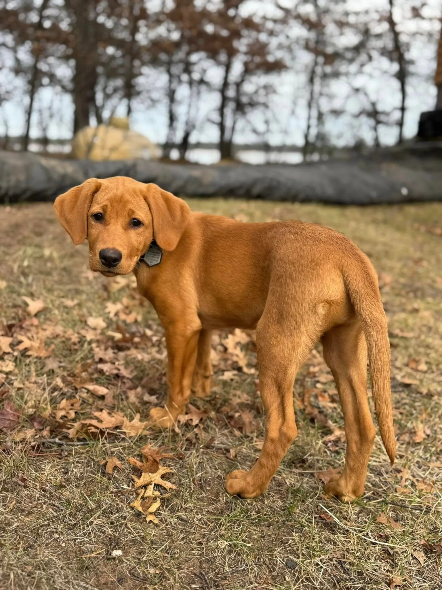 Quick Trigger Kennels photo 1
