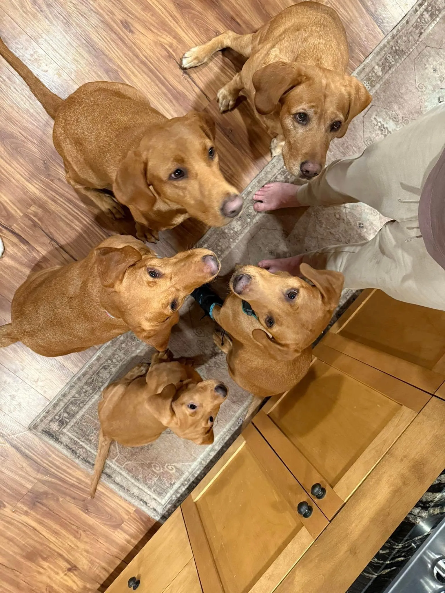 Quick Trigger Kennels photo 2