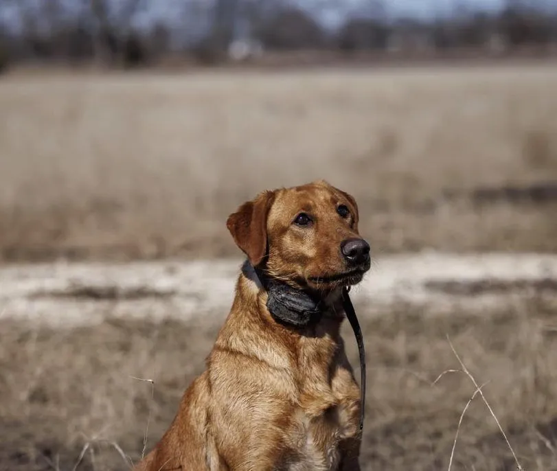 Quick Trigger Kennels photo 6