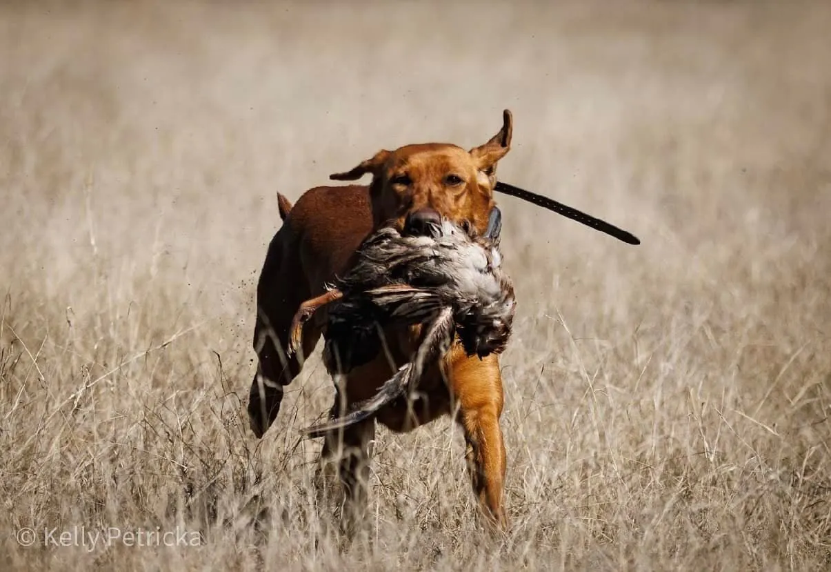 Quick Trigger Kennels photo 7