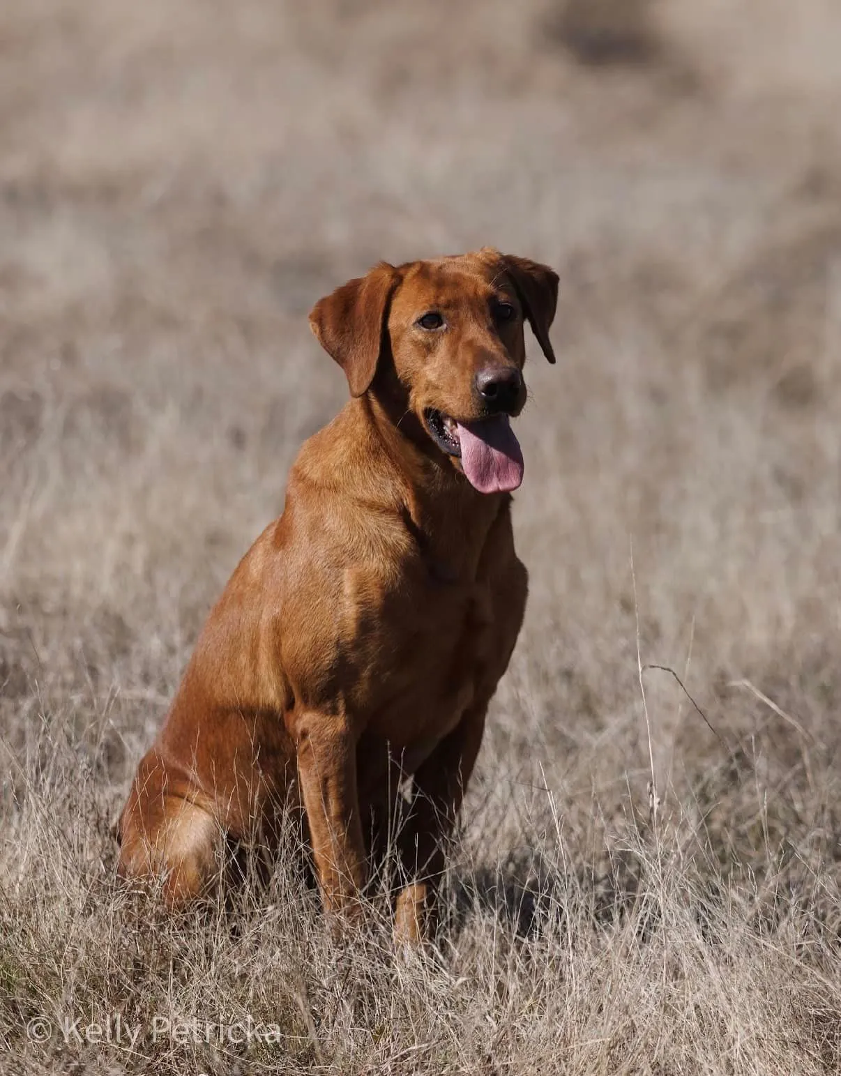 Quick Trigger Kennels photo 8