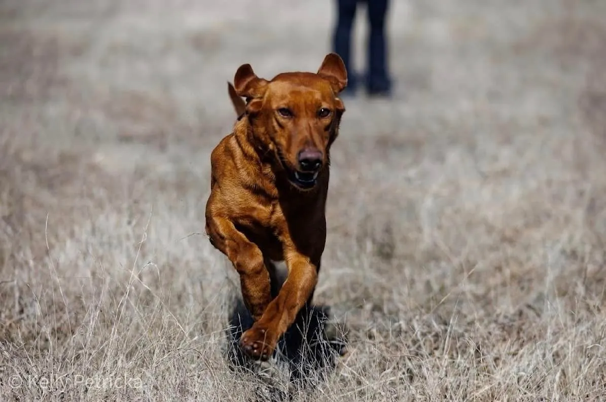 Quick Trigger Kennels photo 9