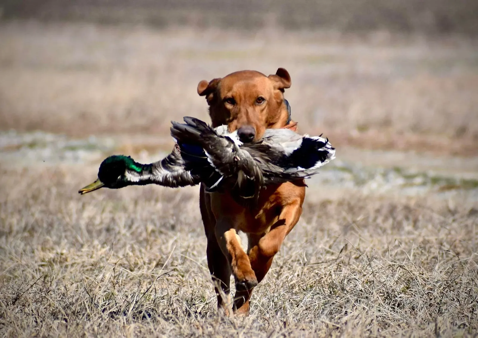 Quick Trigger Kennels photo 10