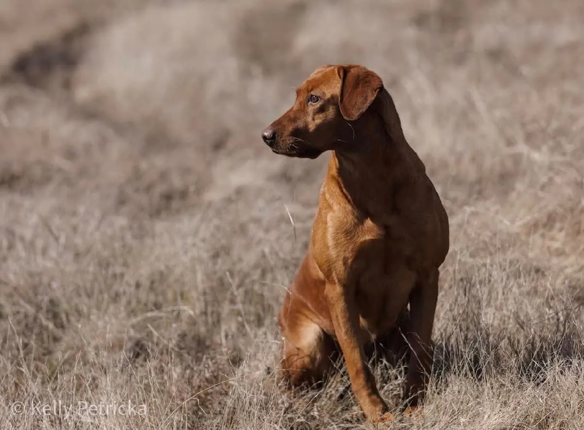 Quick Trigger Kennels photo 11