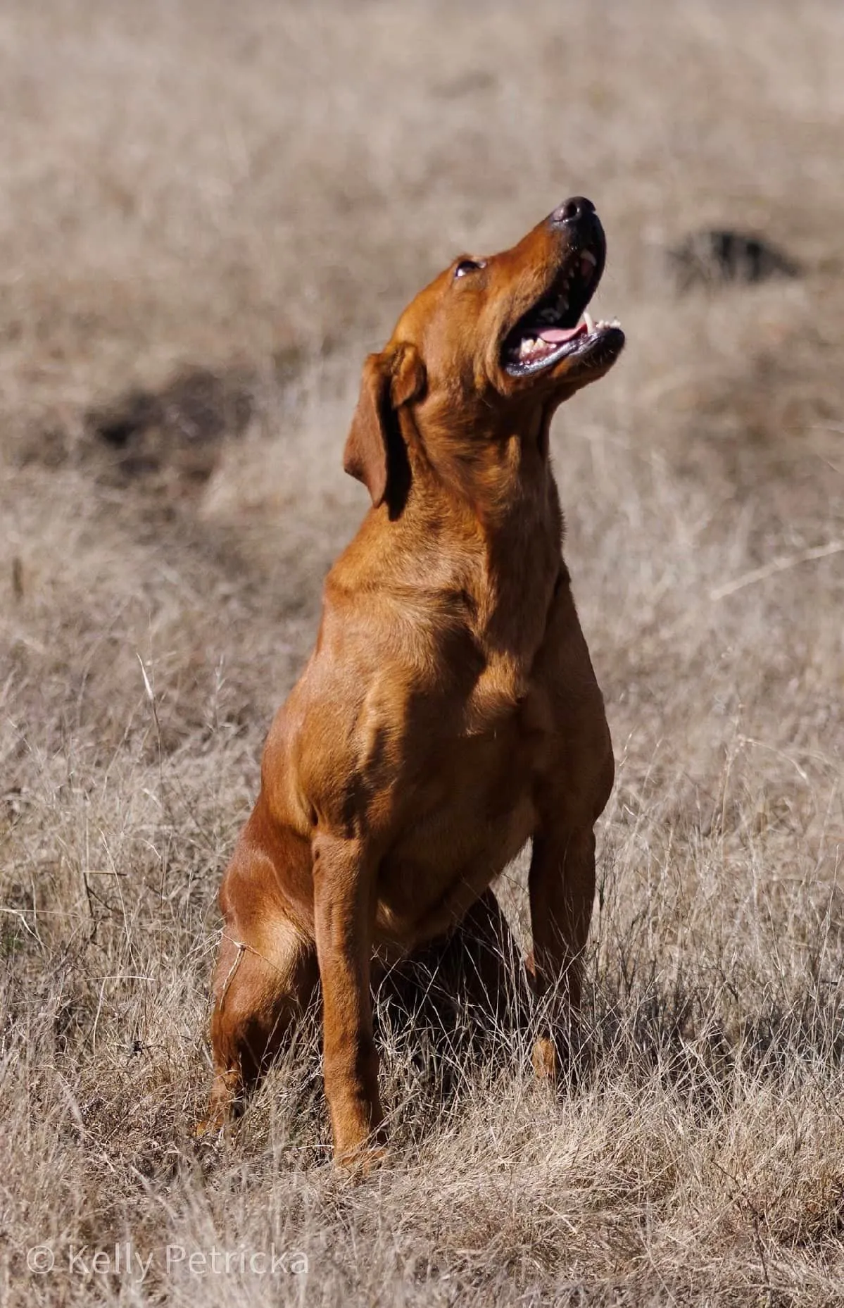 Quick Trigger Kennels photo 12