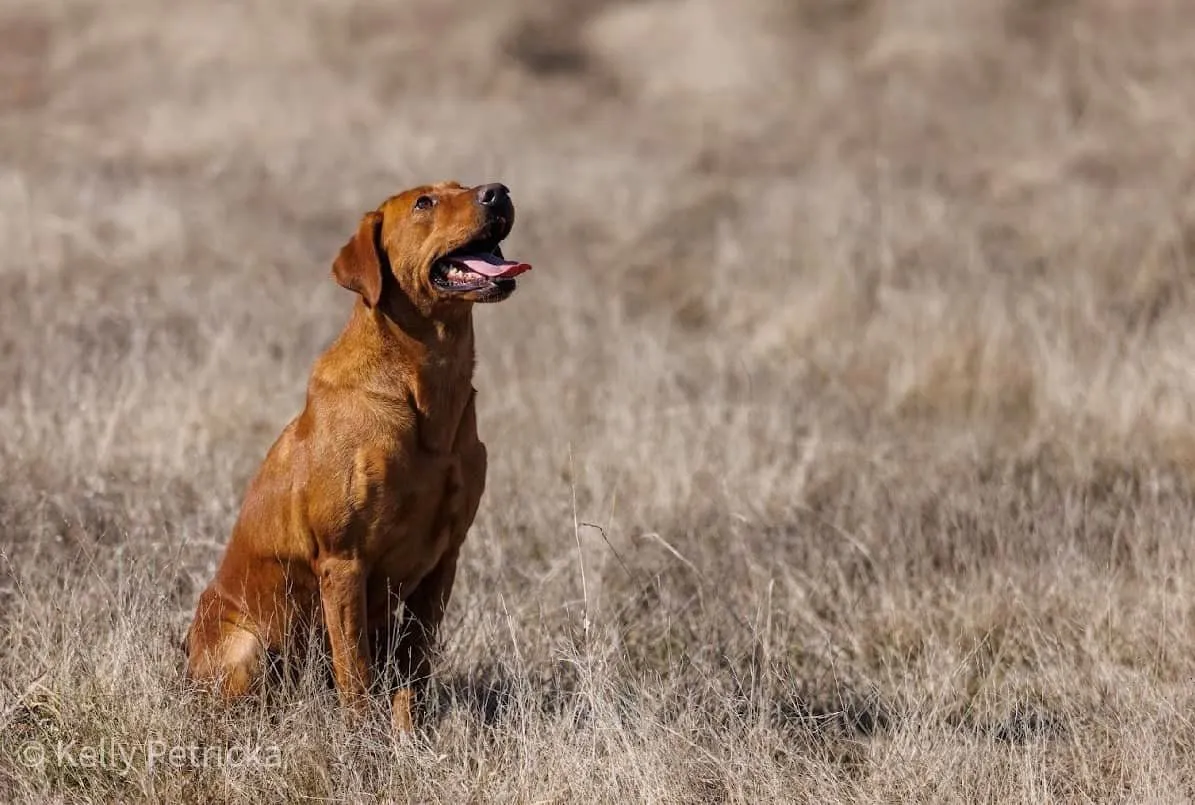 Quick Trigger Kennels photo 13