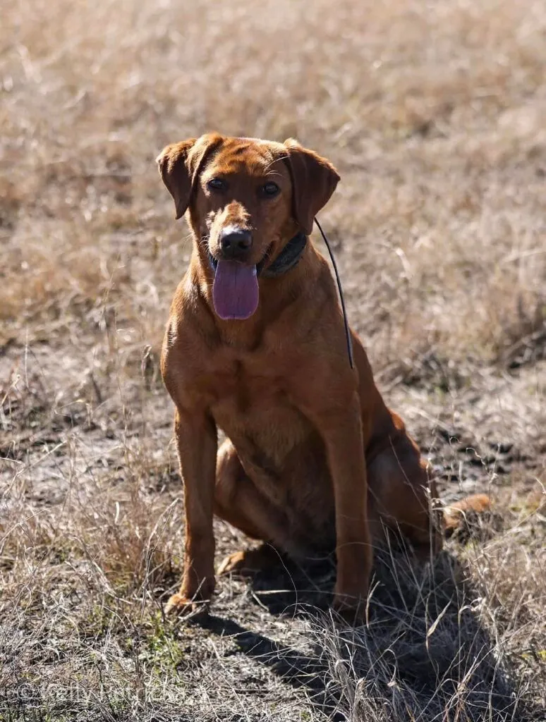 Quick Trigger Kennels photo 14