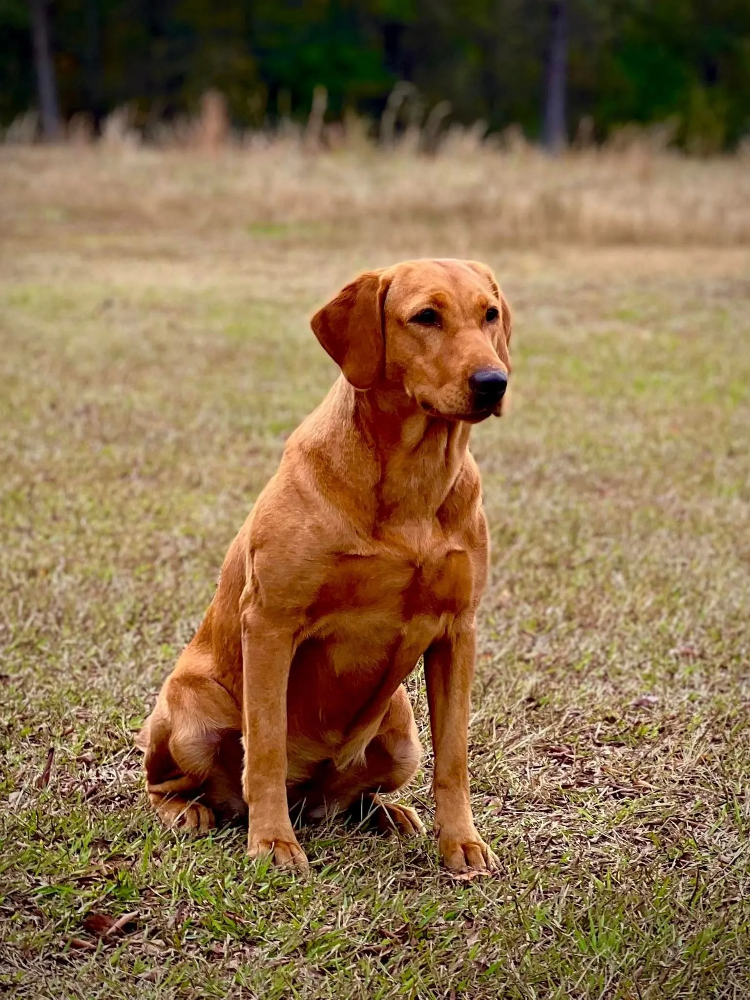 Quick Trigger Kennels photo 15