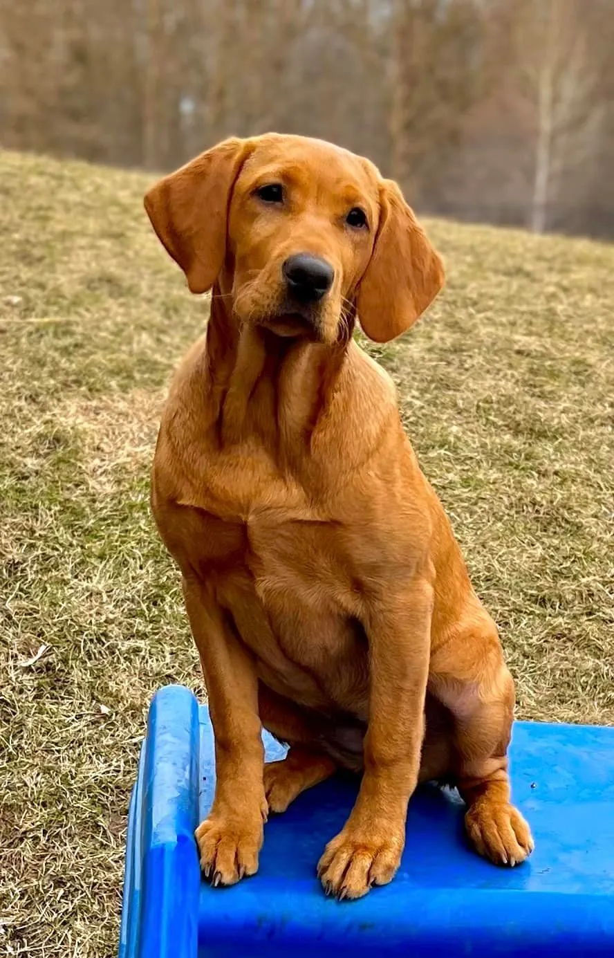Quick Trigger Kennels photo 16