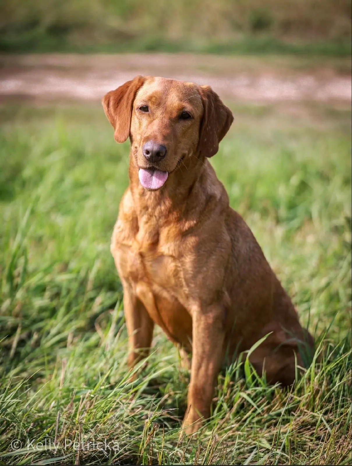 Quick Trigger Kennels photo 17