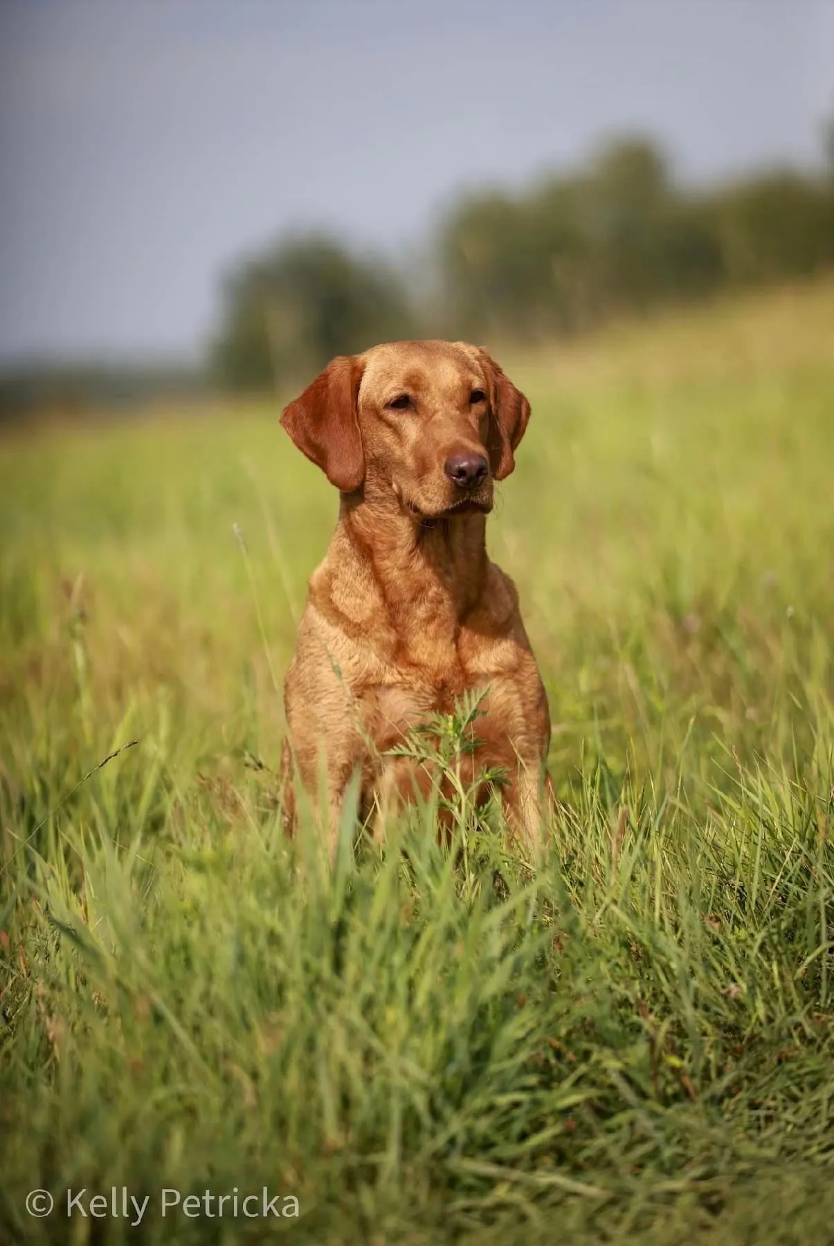 Quick Trigger Kennels photo 19