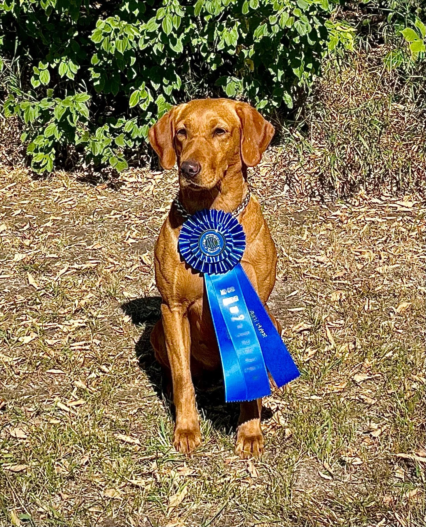 Quick Trigger Kennels photo 20
