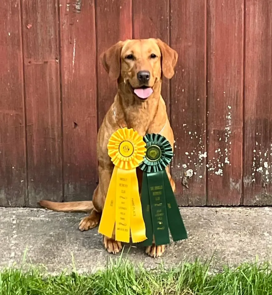 Quick Trigger Kennels photo 22