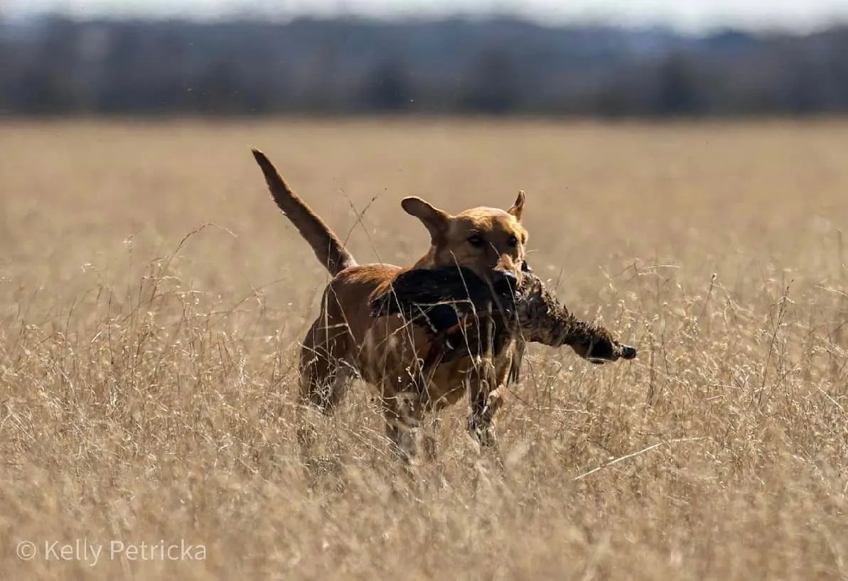 Quick Trigger Kennels photo 23