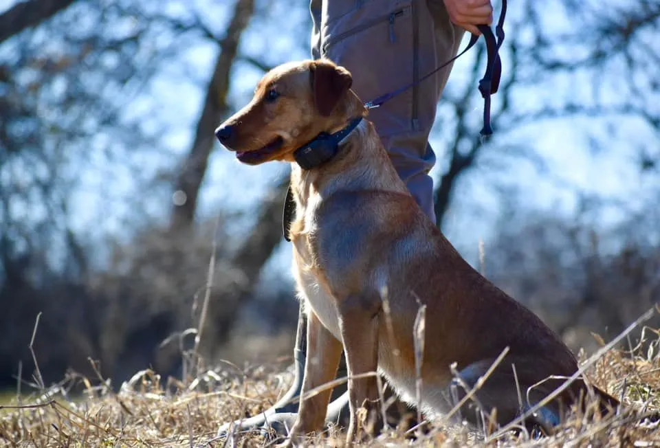 Quick Trigger Kennels photo 24