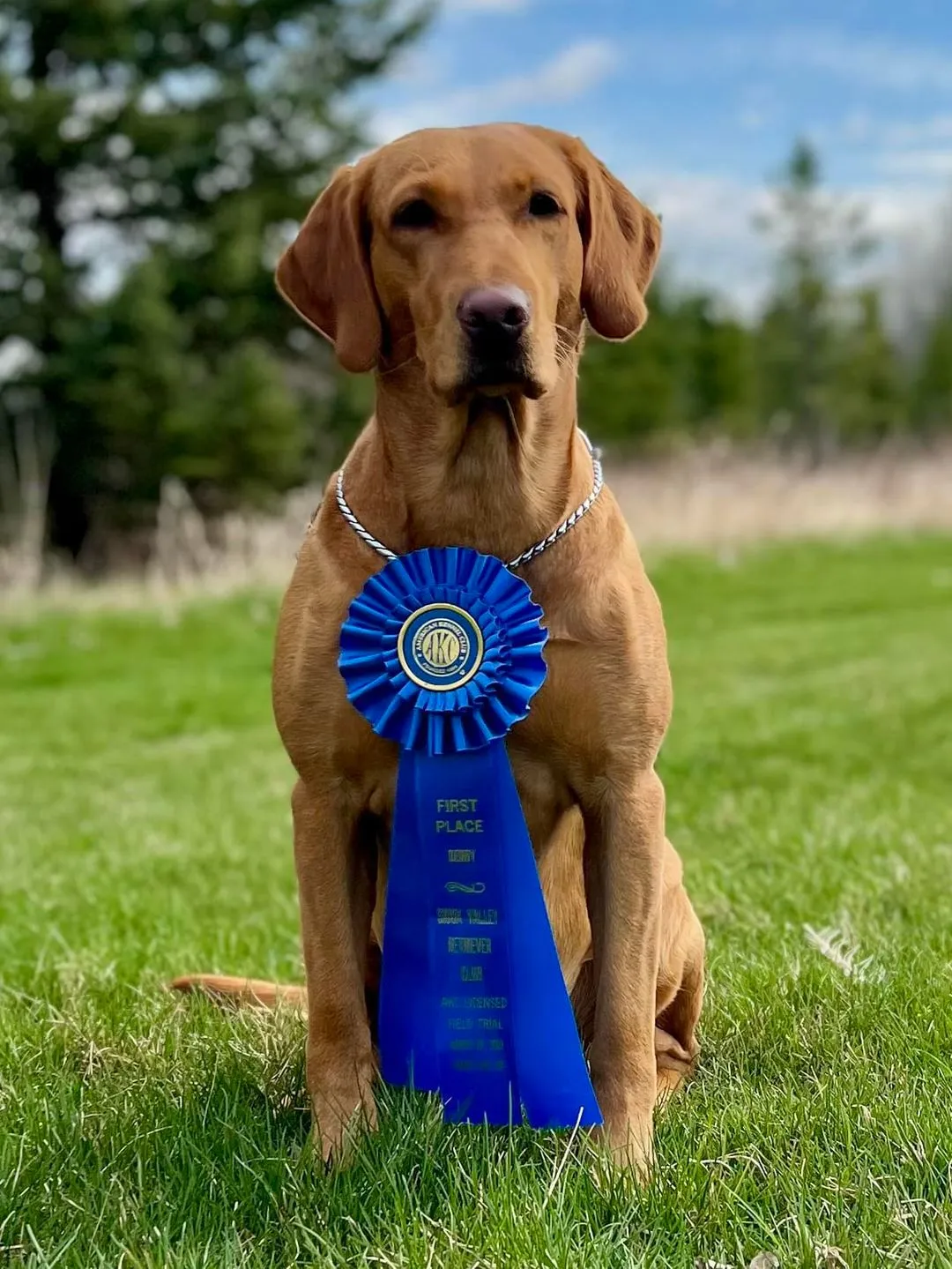 Quick Trigger Kennels photo 25