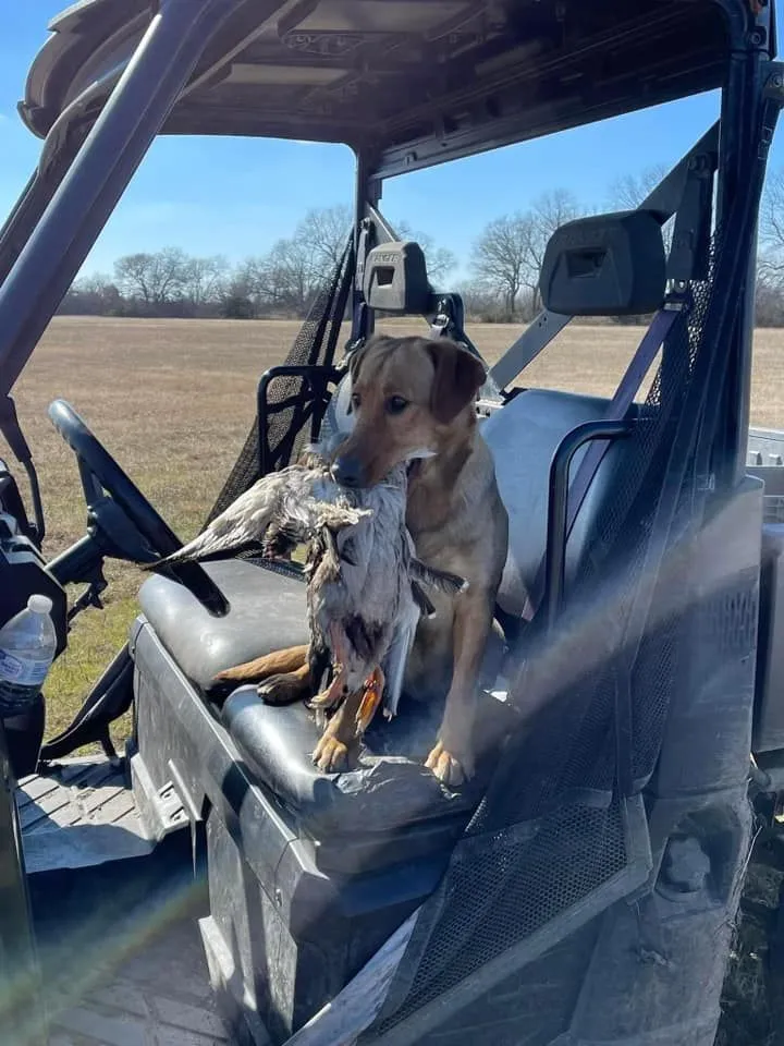 Quick Trigger Kennels photo 26
