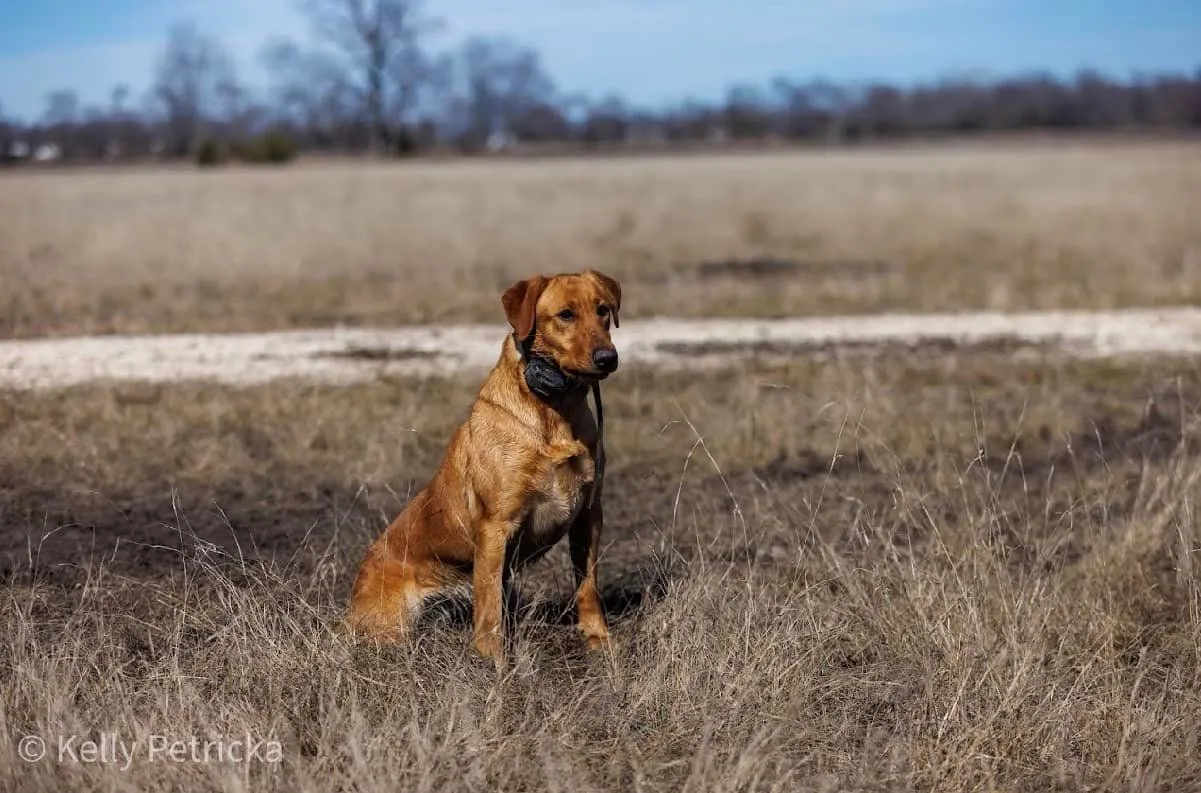 Quick Trigger Kennels photo 27