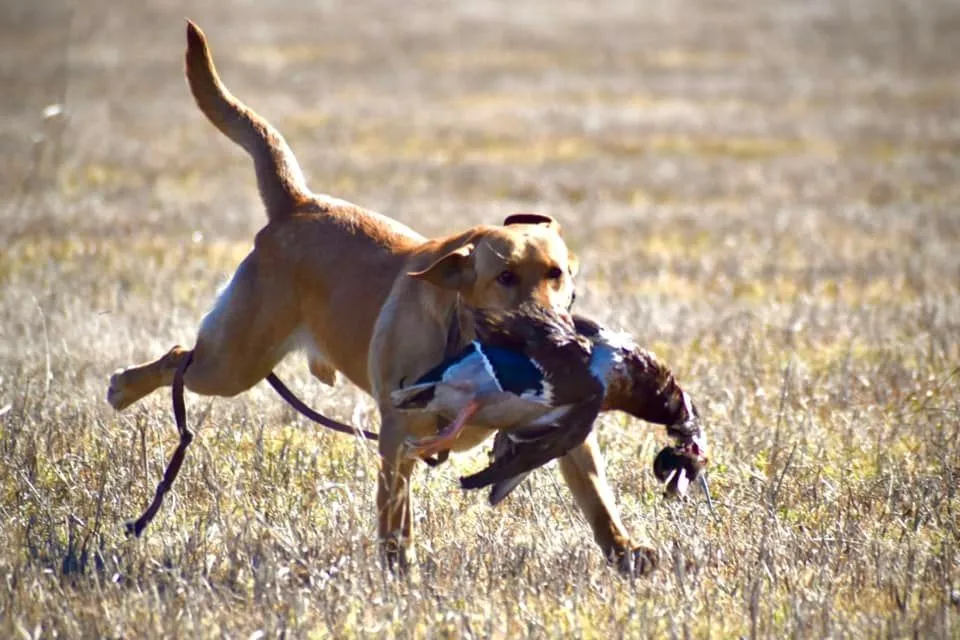 Quick Trigger Kennels photo 28