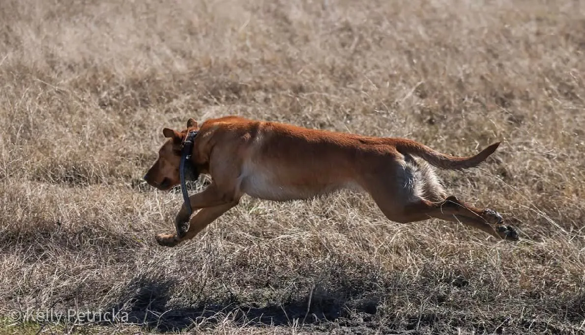 Quick Trigger Kennels photo 29