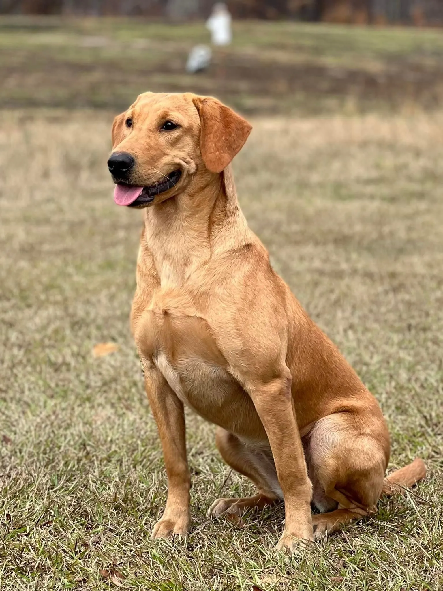 Quick Trigger Kennels photo 32