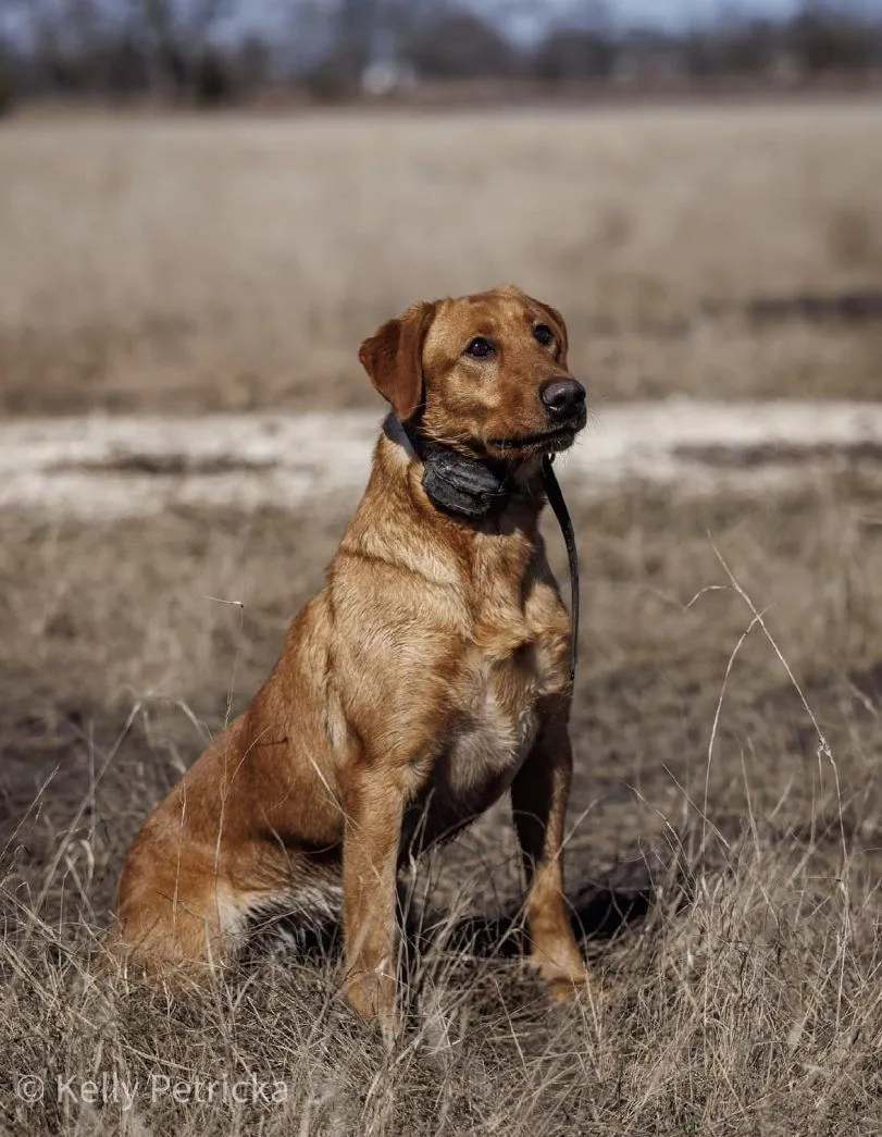 Quick Trigger Kennels photo 33