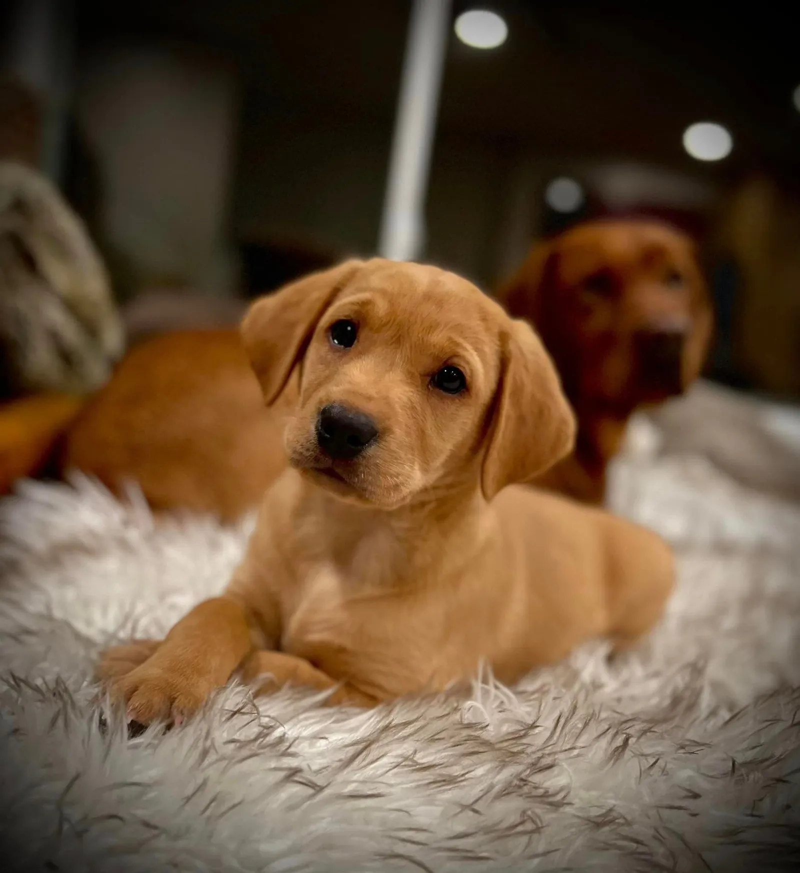 Quick Trigger Kennels photo 35