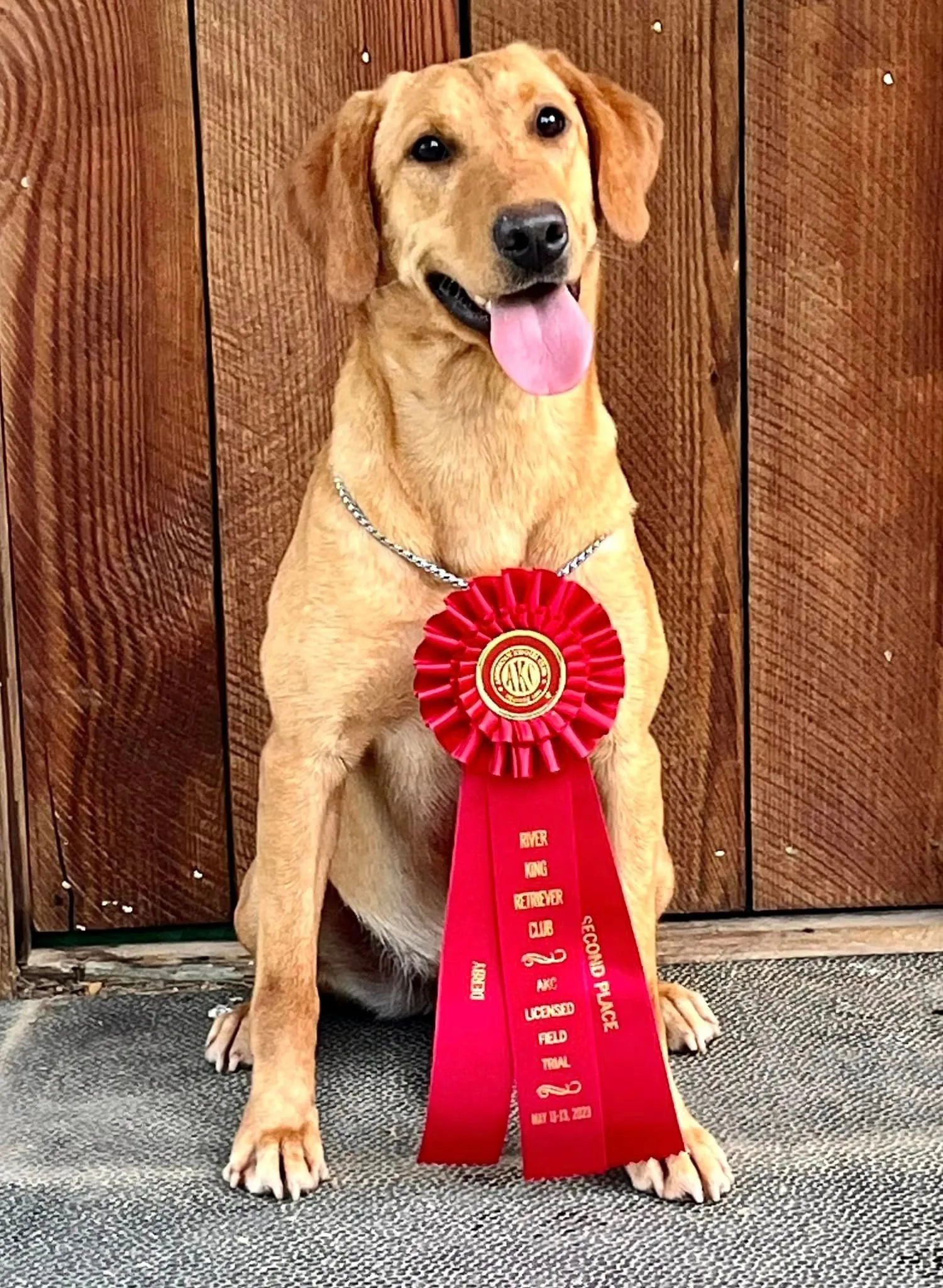Quick Trigger Kennels photo 36