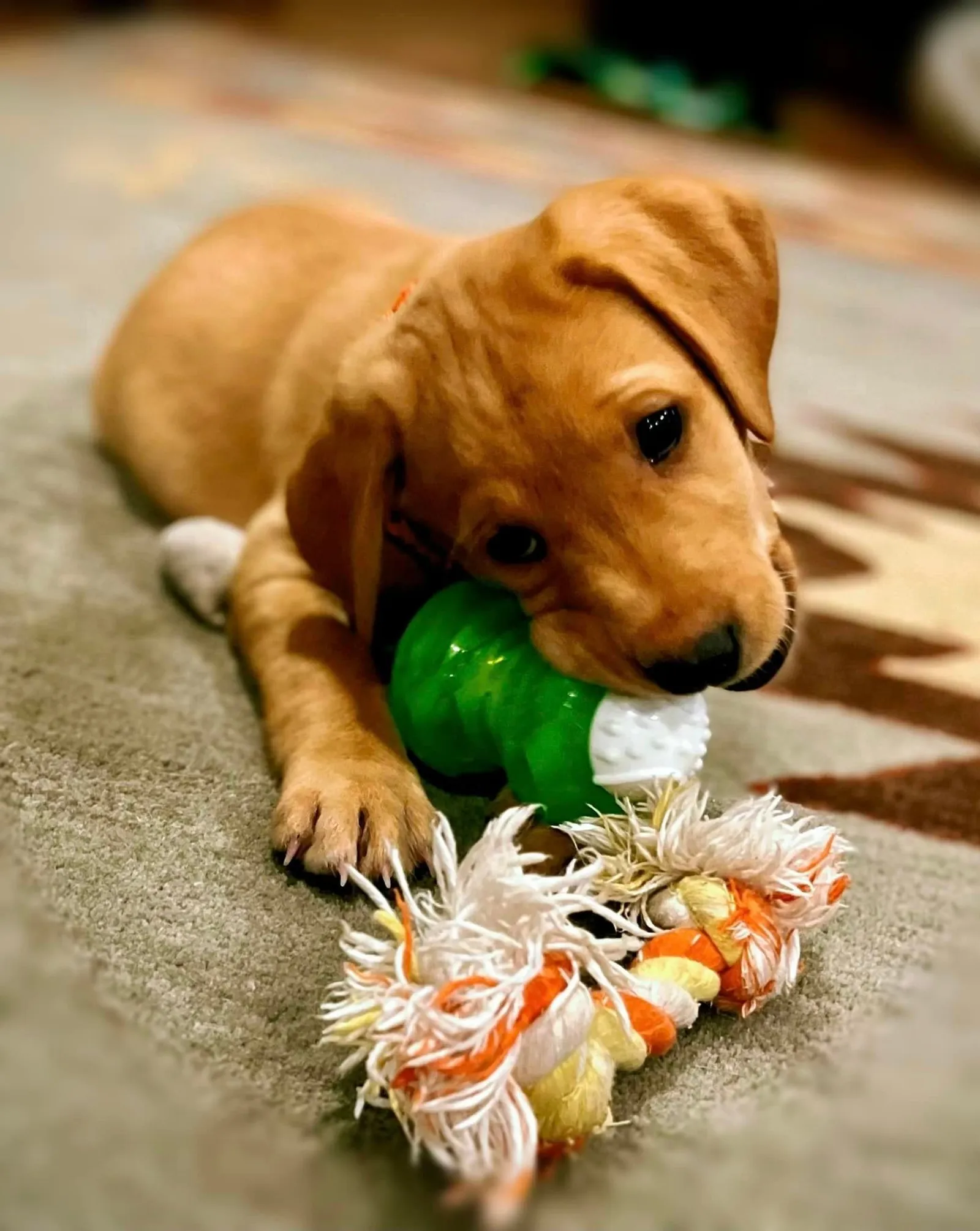 Quick Trigger Kennels photo 38